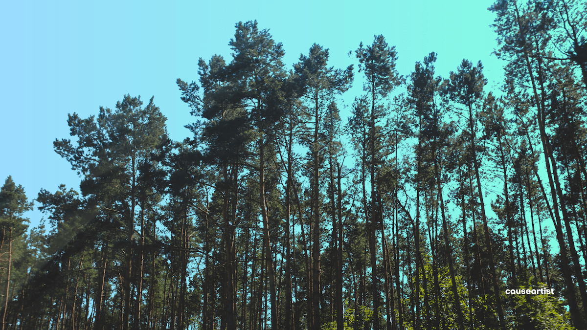 Causeartist Weekly #300: 🌱 Forest Finance, EV Charging Breakthroughs, and a New Model for Digital Giving