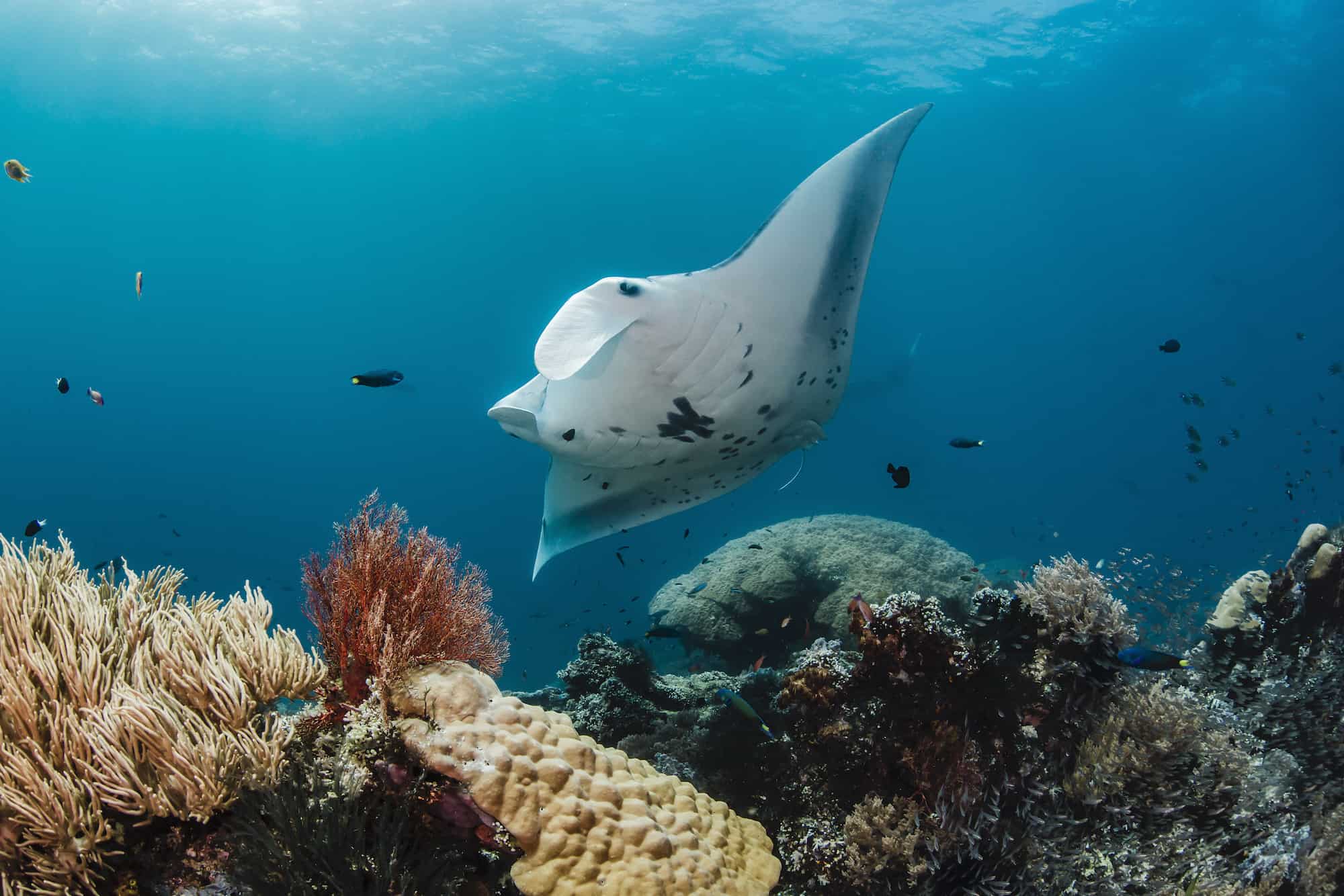 Transforming the World’s Largest Manta Ray Fishery Into a Marine Sanctuary