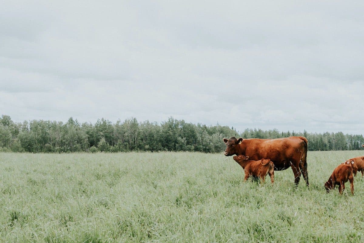 Cream Co Meats is Building a Direct Marketplace to Support Sustainable and Regenerative Ranches
