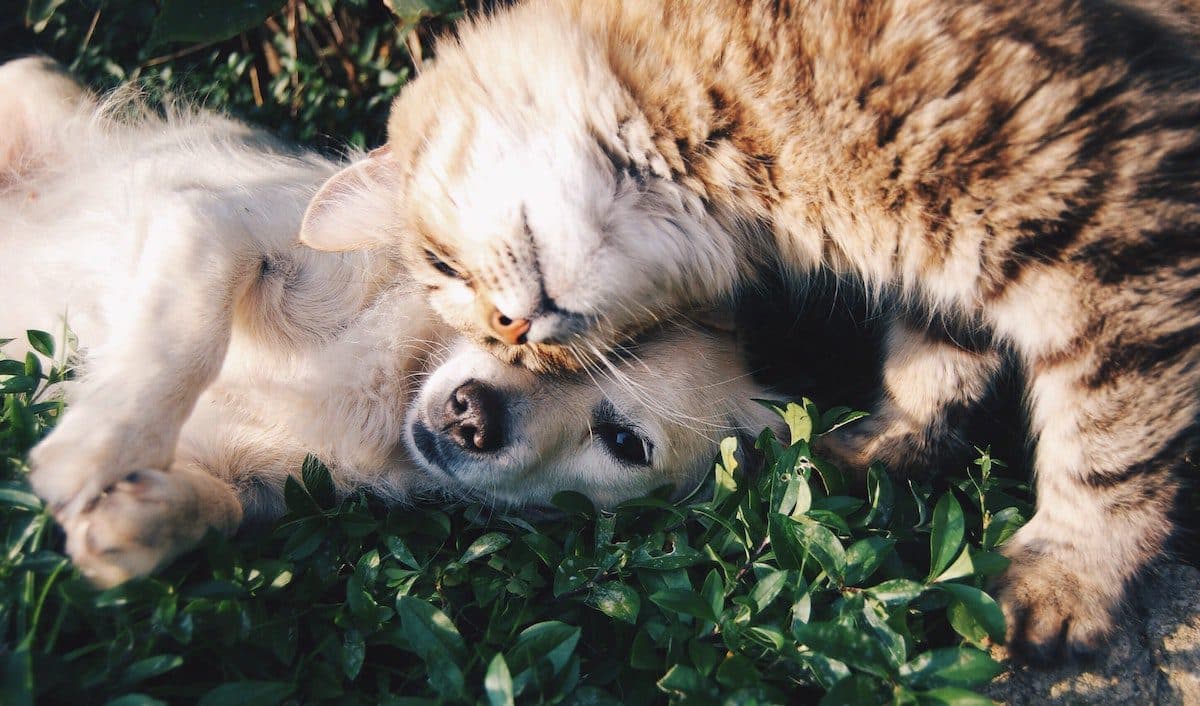 The Future of Sustainable Pet Food with the Co-Founder of Because Animals