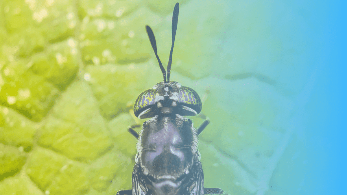 Meet INSEACT, the Startup Using the Black Soldier Fly to Address the World’s Growing Protein Demand