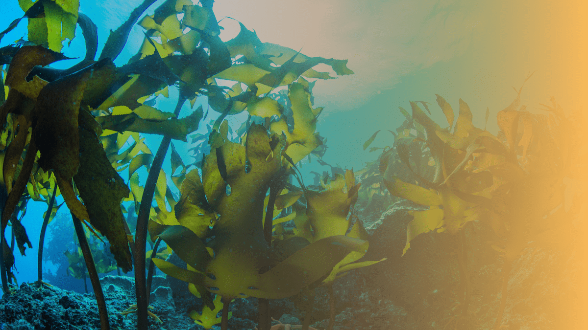 Keel Labs: Harnessing the Power of the Ocean to Create Sustainable Textiles