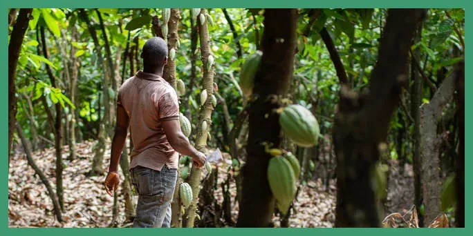Cocoa farmers in West Africa