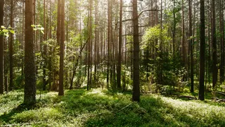 What is Ecological Restoration? - Causeartist