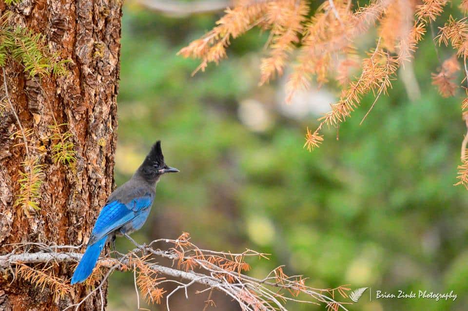 This Photographer Is Using Photos To Give Back And Promote Wildlife Conservation