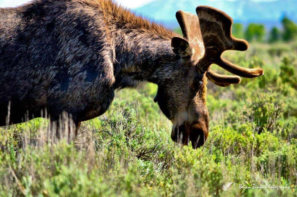 This Photographer Is Using Photos To Give Back And Promote Wildlife Conservation