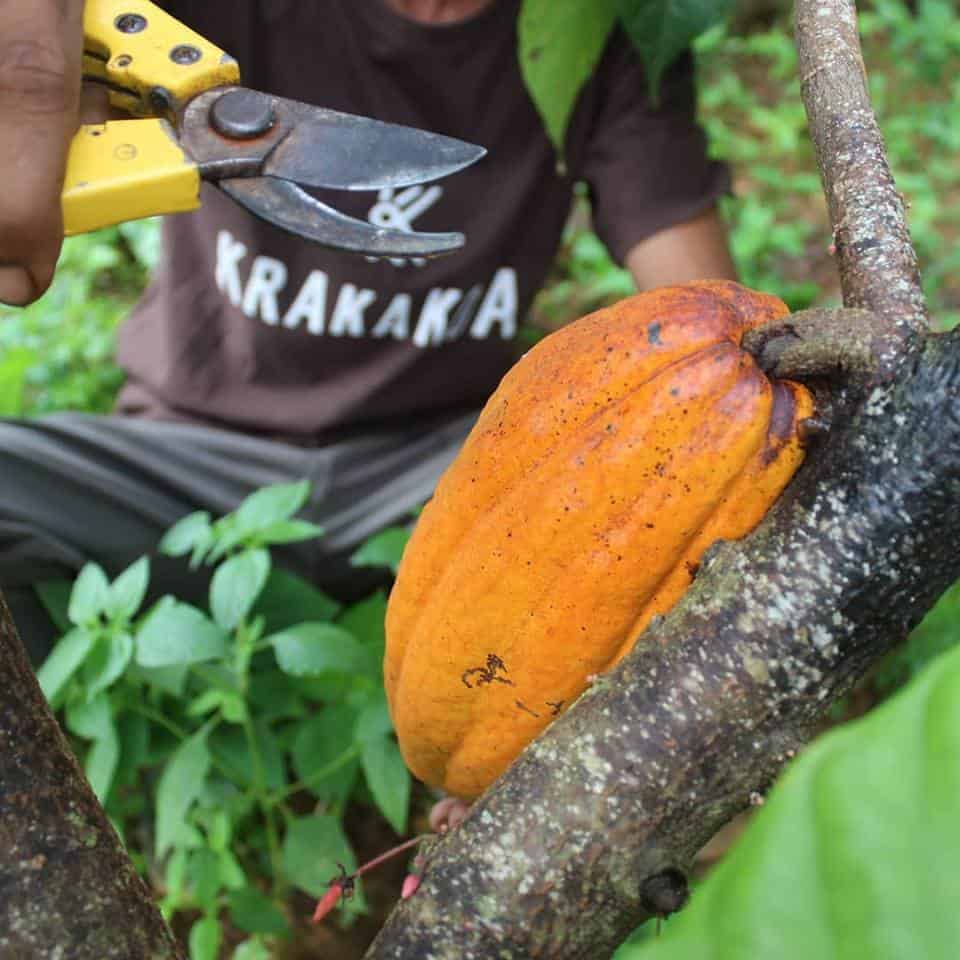 Krakakoa Champions Sustainable Agriculture, One Craft Chocolate Bar At A Time