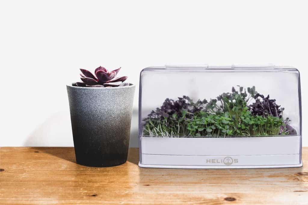 grofast_modern_planter_box_microgreens