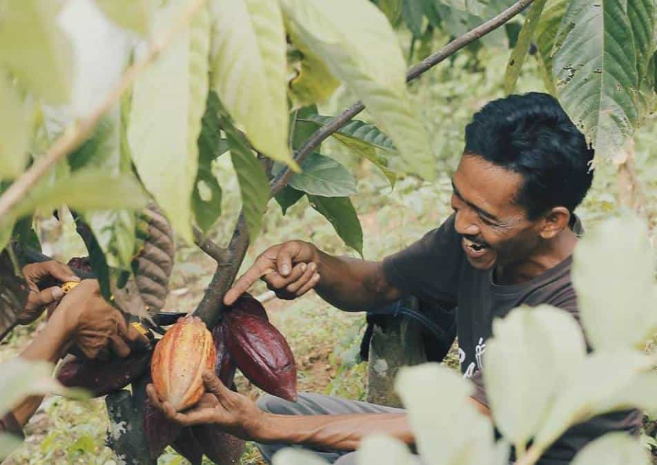Sustainable cocoa farming in Indonesia