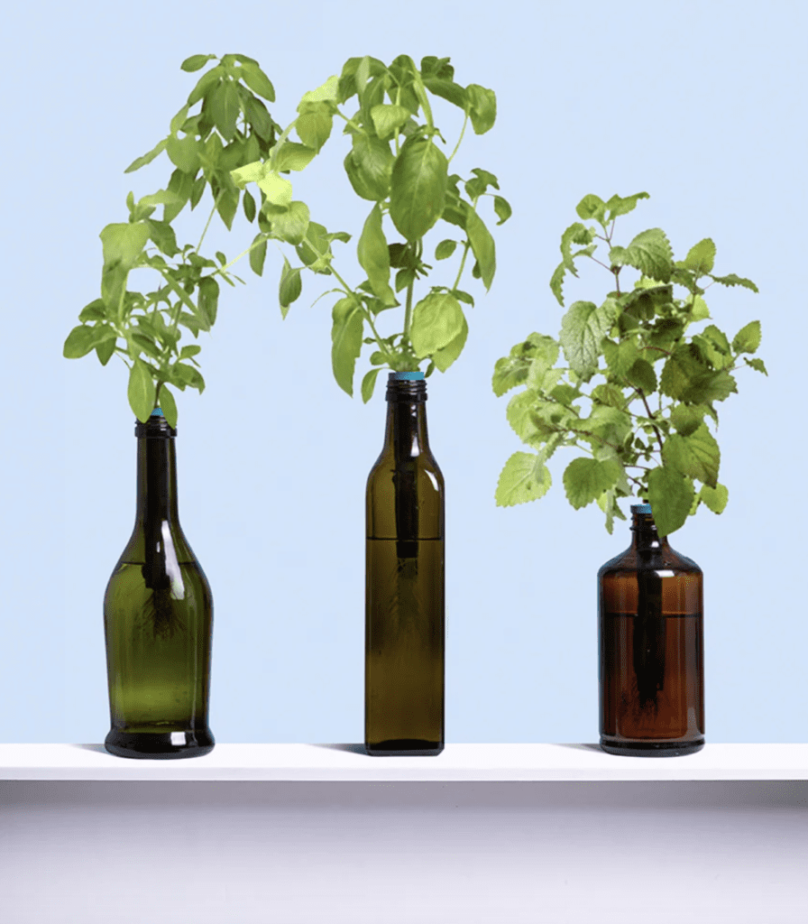 Urban Leaf Bottle Garden Kit
