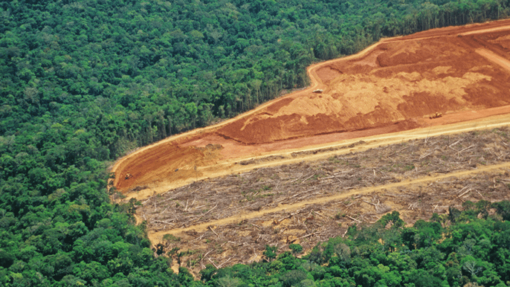 Effects of Deforestation